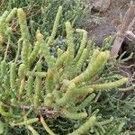 Arthrocnemum macrostachyum Likasa