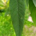 Buddleja officinalis Folha