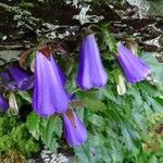 Campanula wanneri Bloem