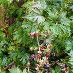 Rubus nemoralis ഫലം