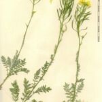 Descurainia millefolia Other