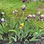 Iris variegata Λουλούδι