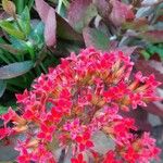 Kalanchoe crenataFloare