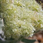 Eriogonum robustum Квітка