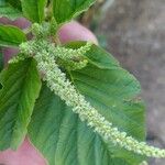 Amaranthus spinosus Blatt