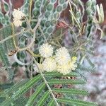 Acacia mearnsii Fleur
