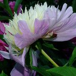 Paeonia lactiflora Квітка