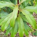 Digitalis canariensis Leaf