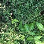 Desmodium procumbens Flower