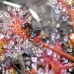 Drosera intermedia Lapas