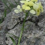 Erysimum ochroleucum Flor