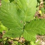 Rubus armeniacus List