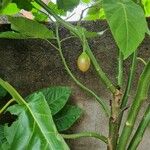 Solanum betaceum Fruto