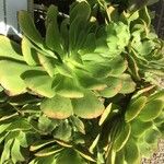 Aeonium undulatum Лист