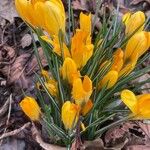 Crocus chrysanthus Hábito