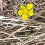 Potentilla reptans Квітка