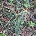 Corynephorus canescens 葉