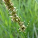 Carex otrubae Flor