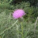 Cirsium altissimum Цветок