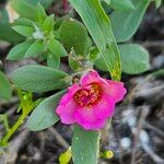 Portulaca amilis 花