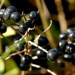 Ligustrum vulgare Fruit