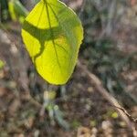 Cordia monoica পাতা