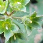 Androsace maxima Mbuma