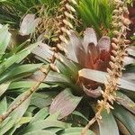 Vriesea platynema Flower