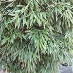 Phyllostachys sulphurea ശീലം