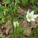 Ornithogalum divergensFlower