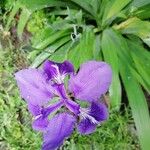 Iris tectorum Kukka