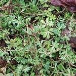 Galium mollugo Blatt