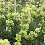 Salvia absconditiflora Цветок