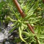 Hypericum hyssopifolium Лист