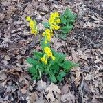 Primula veris花