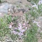 Campylanthus salsoloides Flor