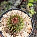 Mammillaria backebergiana Лист