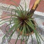 Tillandsia guatemalensis Frunză