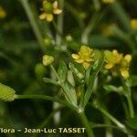 Ranunculus sceleratus Other