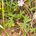 Geranium columbinum Blatt