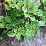 Saxifraga umbrosa Folla