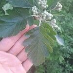Sorbus mougeotii Hoja