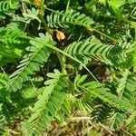 Chamaecrista fallacina Leaf