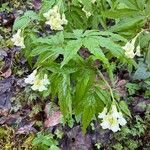 Cardamine kitaibelii Feuille