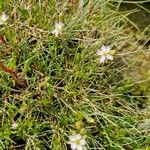 Spergularia media Flower