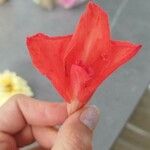 Gladiolus watsonioides फूल