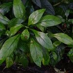 Crossandra infundibuliformis Leaf