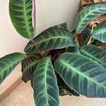 Calathea warscewiczii Leaf