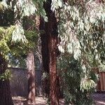 Eucalyptus sideroxylon Kůra