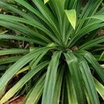 Pandanus amaryllifolius Pokrój